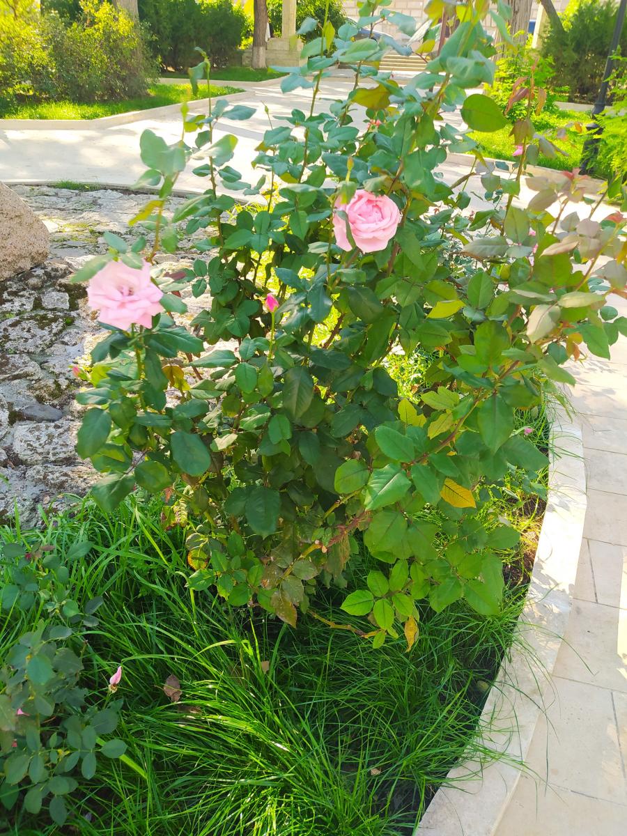 Следующая Click