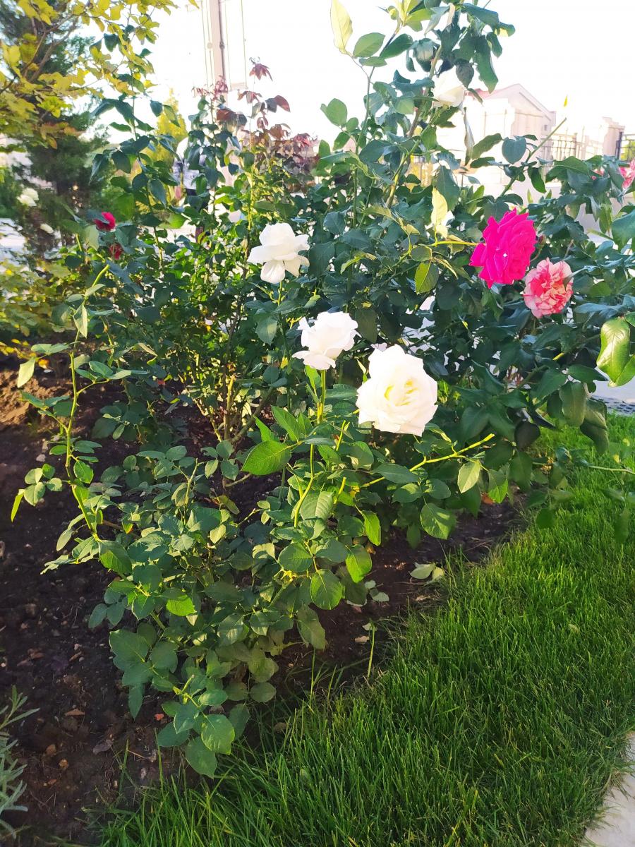 Следующая Click