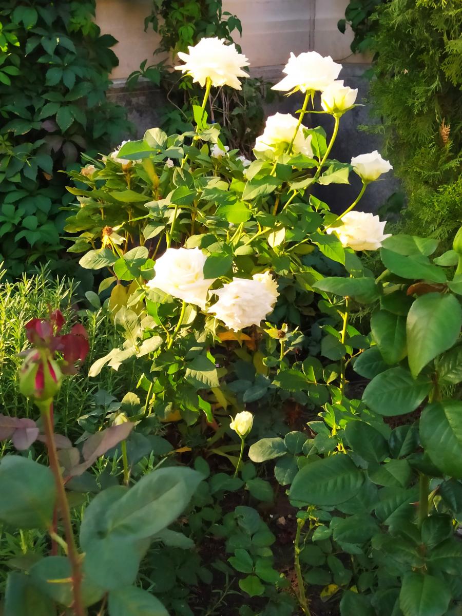 Следующая Click