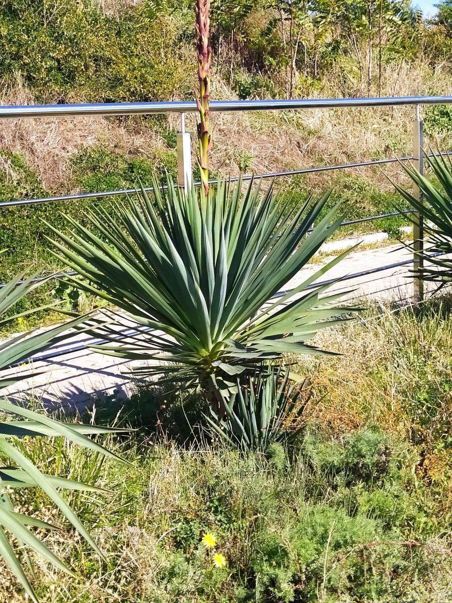 Следующая Click